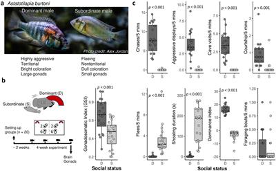 Oxidative stress in the brain is regulated by social status in a highly social cichlid fish